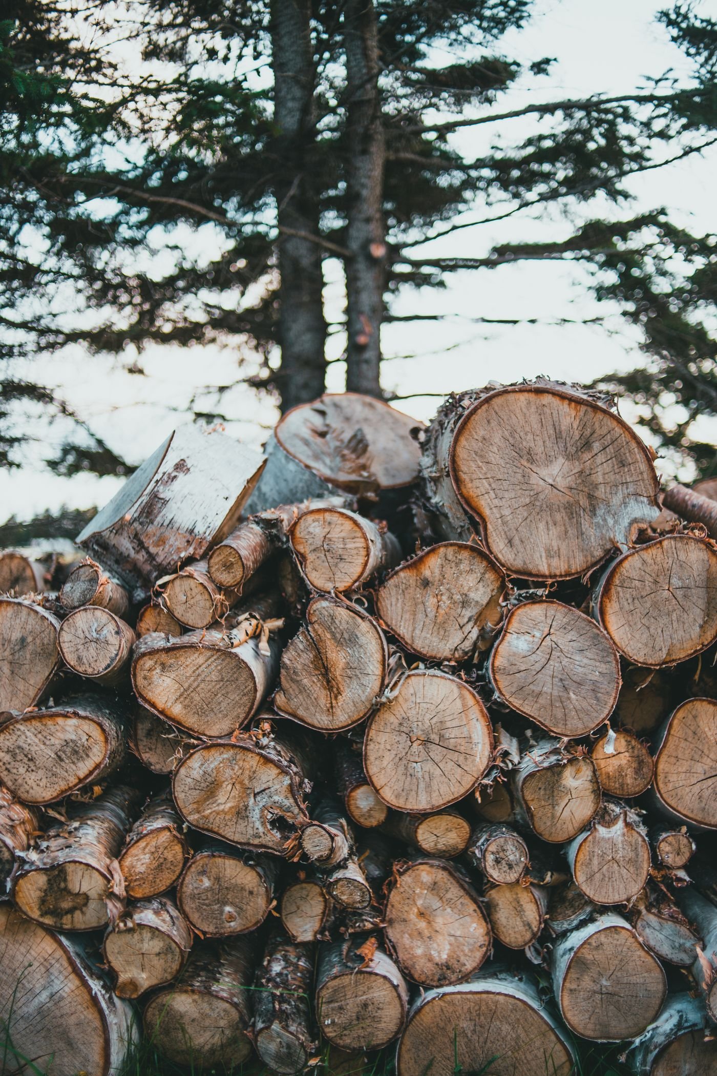 Grumes de bois rond, vendues au m³
